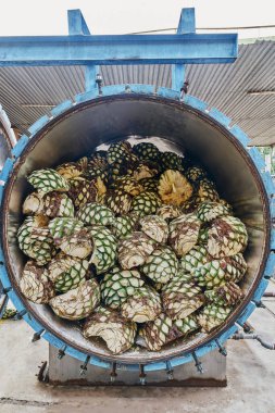 Fırın dolusu agave buğulamaya hazır.
