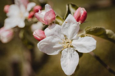 Beyaz çiçeklerle açan elma dalına yakın plan..
