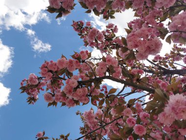 Mavi gökyüzü arka planındaki bir ağaç dalında pembe çiçeklerin manzarası