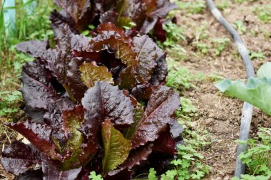Tarımsal bahçede üretilen lahana salatası.