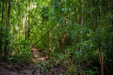 Oahu, Hawaii 'deki Manoa Şelalesi' nin etrafındaki Bambu Ormanı Yolu.