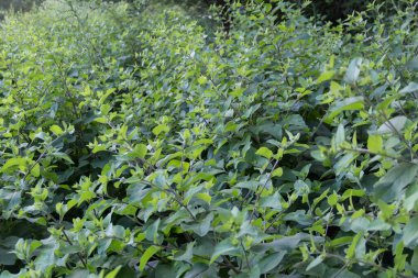 view of a wild burdock plantation in the mountains of Cordoba Argentina