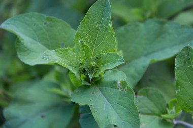 Arjantin 'in Cordoba dağlarında yetişen dulavrat yaprakları.