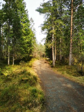 Güneşli bir günde uzun bir köknar ağacı ormanından geçen bir patikanın dikey görüntüsü.