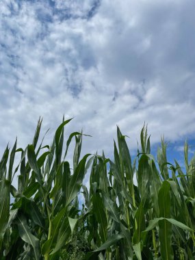 Bulutlu bir gökyüzünün altında büyüyen yeşil bir mısır tarlasının alçak açılı görüntüsü