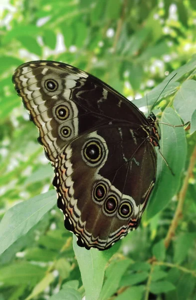 Beautiful Shot Owl Butterfly — Stock Photo, Image