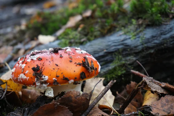 有干枯叶子的森林地面上蘑菇的选择性集中拍摄 — 图库照片