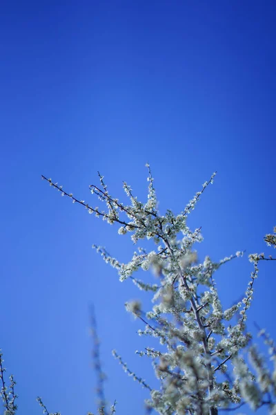 Hermosa Fotografía Color Objeto Primavera — Foto de Stock