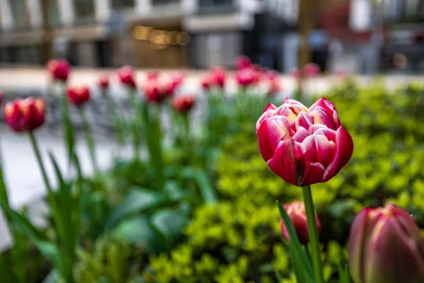 Detailní Záběr Tulipánů Kvetoucích Parku Centru Vancouveru Kanada — Stock fotografie