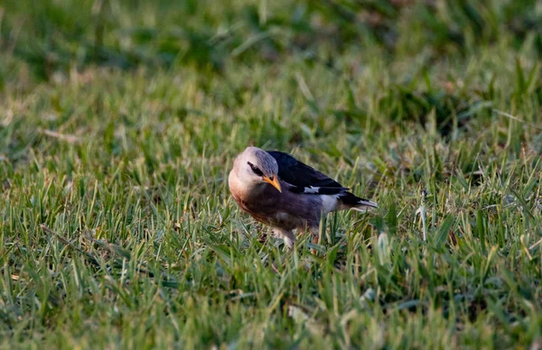 Close Shot Vinous Breasted Starling Grass — Stock Photo, Image