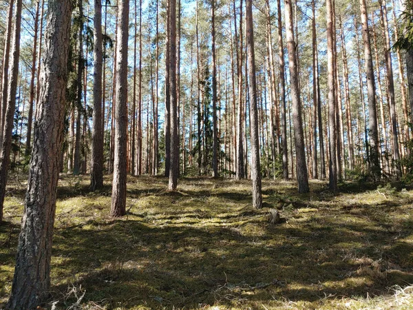 Laukaus Männyn Metsässä — kuvapankkivalokuva