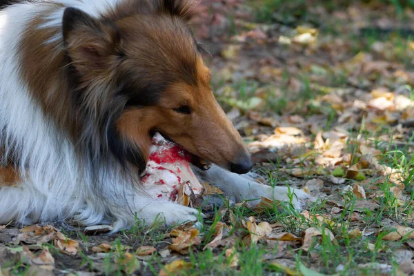 Rough Collie Eating Big Bone Raw Meat Barf Diet — Stock Photo, Image