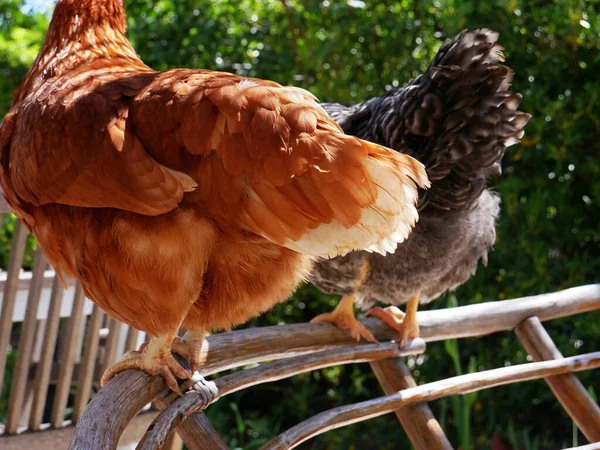 Nice photo of two chickens on top of a chair outside seen from behind