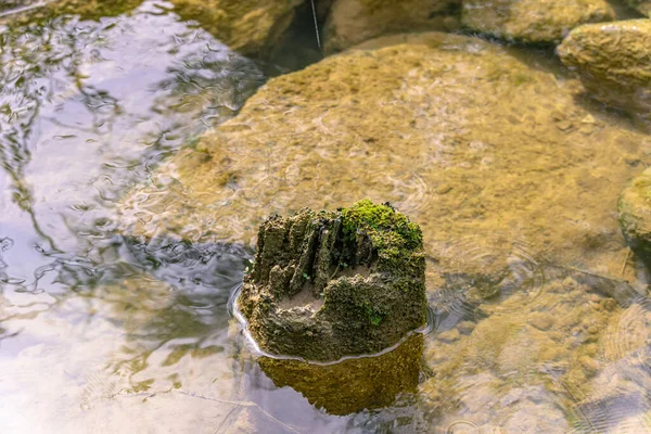 Mrtvý Kmen Stromu Čisté Vodě — Stock fotografie