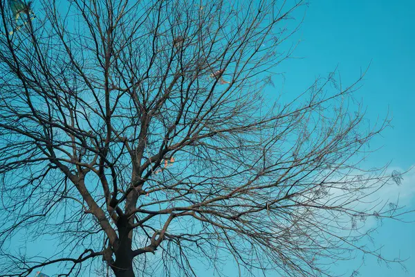 Trädet Utan Blad Den Blå Himlen Bakgrund — Stockfoto