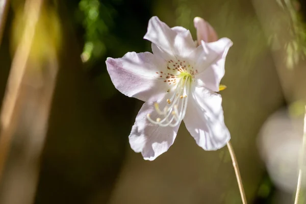 Gros Plan Une Fleur Magnolia Dans Parc — Photo