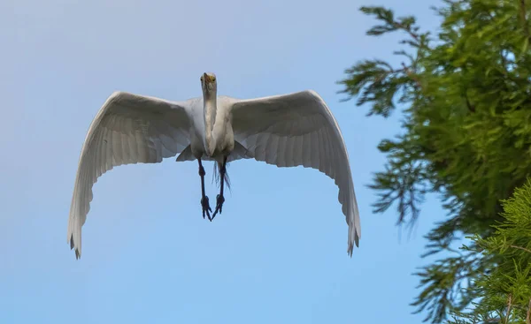 Ένα Μεγάλο Λευκό Egret Χιονισμένο Egret Πετούν Ψηλά Στον Γαλάζιο — Φωτογραφία Αρχείου