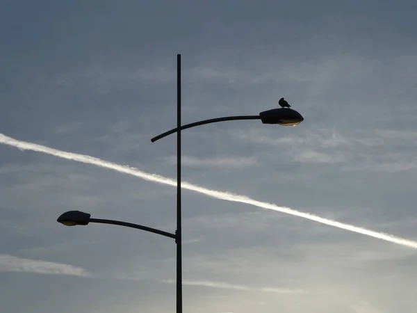 一只鸟站在路灯上 有灯柱 飞机在天空中的背景 — 图库照片