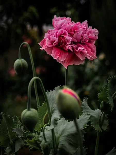 Una Macro Toma Vertical Vibrantes Flores Geranio Rosa Pelargonio —  Fotos de Stock