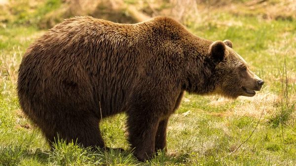 Селективный Снимок Коричневого Медведя Идущего Полю — стоковое фото