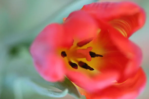 Une Tulipe Multicolore Sur Fond Flou — Photo