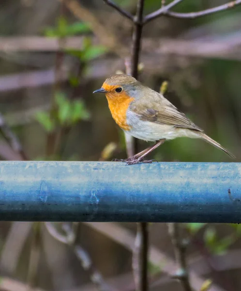 Närbild Liten Robin Fågel Uppflugen Metallisk Ledstång Mot Gröna Växter — Stockfoto