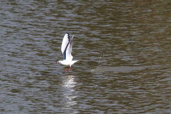 Uma Gaivota Voando Acima Costa Tenta Pegar Uma Presa — Fotografia de Stock