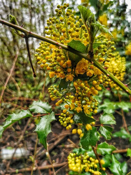 Een Mahonia Aquifolium Bloeiende Plant Een Tuin — Stockfoto