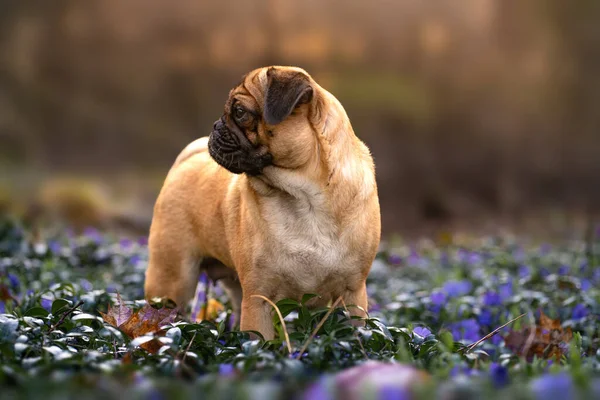 Een Schattige Pug Hond Een Tuin — Stockfoto
