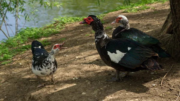 Nahaufnahme Von Drei Heimischen Moskitonten — Stockfoto