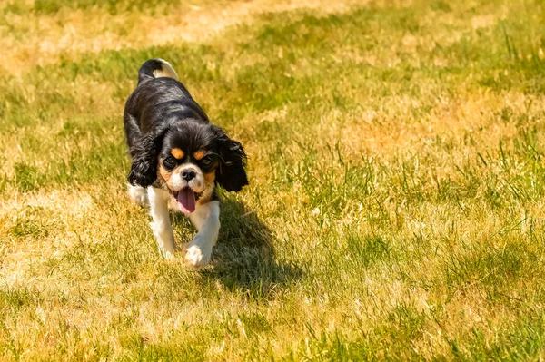 Perro Caballero Rey Charles Lindo Cachorro Corriendo Campo —  Fotos de Stock