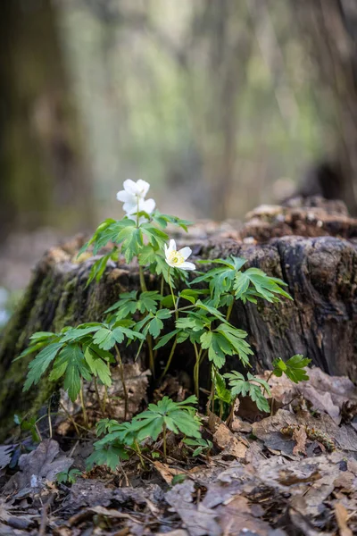 Vertical Shot Anemonoides Nemorosa Wood Anemone Flowers Stump Shallow Focus — Stock Photo, Image