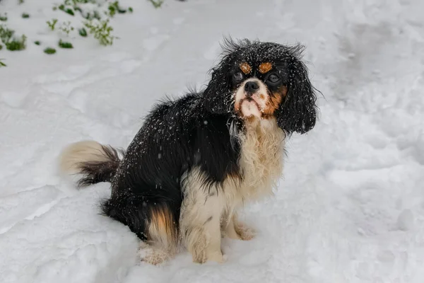 Perro Caballero Rey Charles Lindo Cachorro Bajo Nieve —  Fotos de Stock