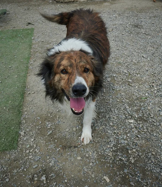 Eine Hochwinkelaufnahme Eines Flauschigen Hundes Der Freien Spaziert — Stockfoto