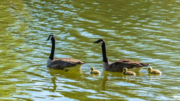 Kanada Gans Mit Küken Ufer Des Sees — Stockfoto