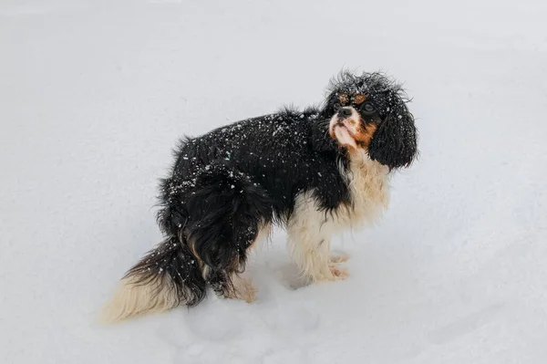 Dog Cavalier King Charles Cute Puppy Garden Snow — Stock Photo, Image