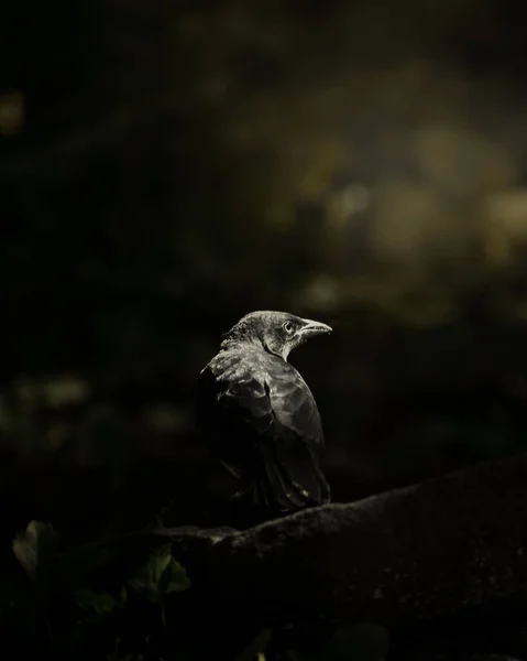 Fantastisk Vertikal Bild Svart Kråka Som Tittar Rakt Mystisk Skog — Stockfoto