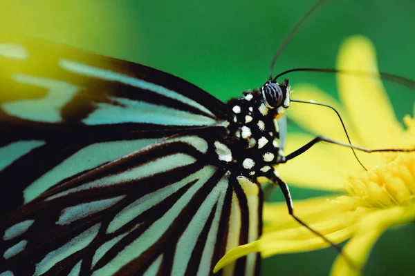 黄色の花に座って黒と白の縞模様の蝶のクローズアップショット — ストック写真