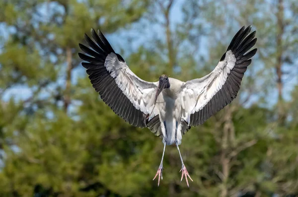 Primer Plano Una Cigüeña Wood Vuelo Los Humedales Florida — Foto de Stock