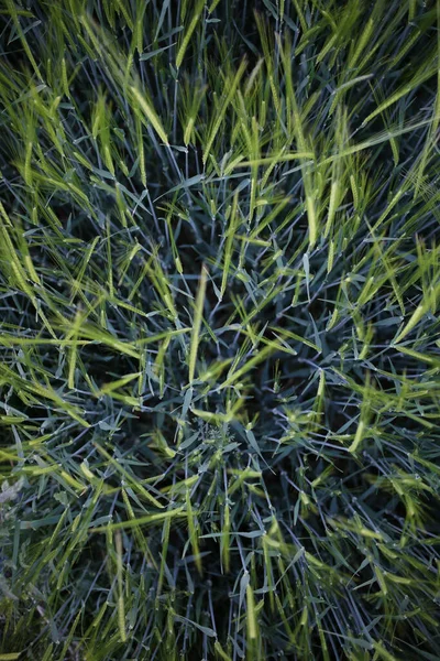 Eine Vertikale Nahaufnahme Voller Rasenmuster — Stockfoto