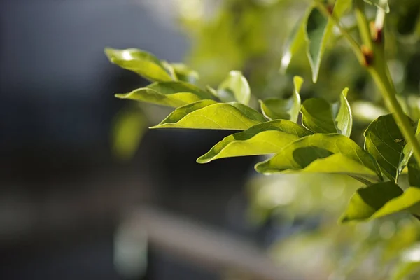 Ein Schöner Schuss Grüner Blätter Auf Einem Baum — Stockfoto