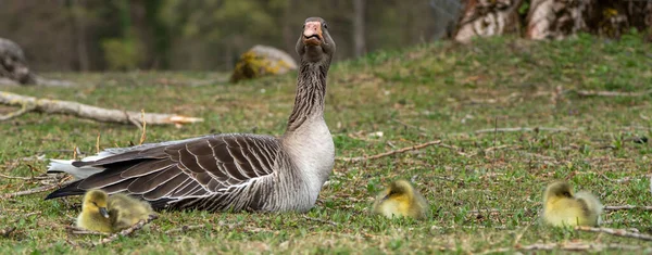 Ganso Madre Adorables Goslings Descansando Parque — Foto de Stock