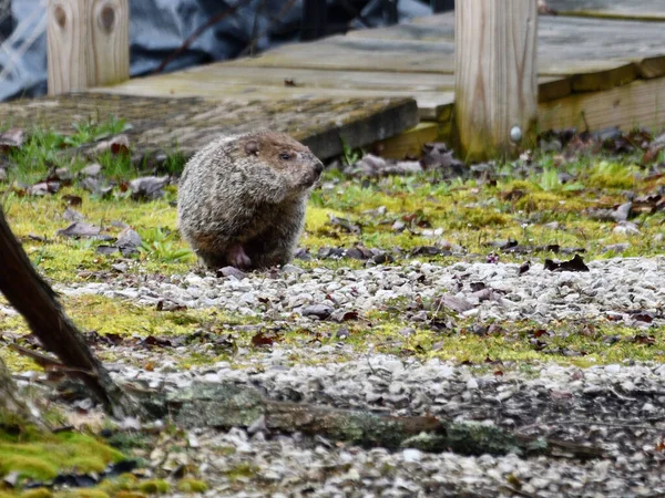 Primo Piano Della Marmotta Una Passeggiata Mezzogiorno Marmota Monax — Foto Stock