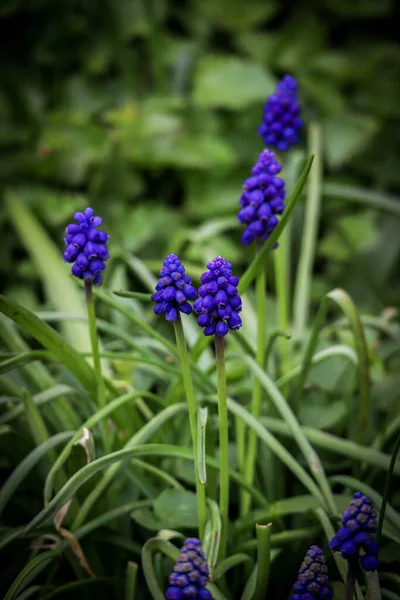 Vertikální Detailní Záběr Hroznové Hyacintové Květy Rostoucí Zahradě — Stock fotografie
