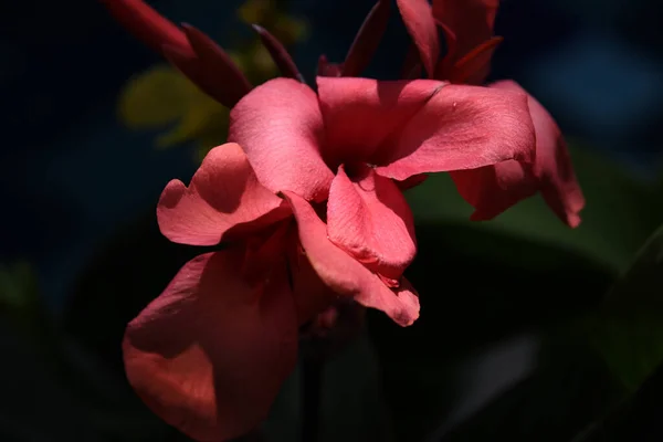 Close Uma Flor Canna Lily Com Pétalas Abertas Jardim Fundo — Fotografia de Stock