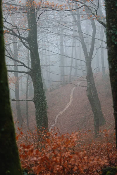 Une Belle Forêt Automne Avec Des Feuilles Sèches Tombées Hauts — Photo