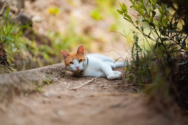 Detailní Záběr Roztomilé Kočky Ležící Zemi Dívající Kamery — Stock fotografie