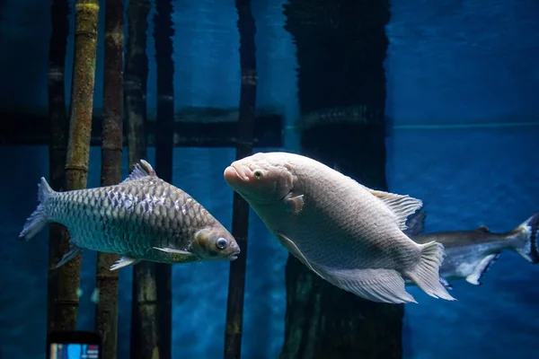 Närbild Bild Grå Och Vit Fisk Med Blå Bakgrund — Stockfoto