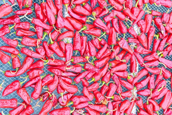 Espelette Chilischoten Getrocknet Einem Gewächshaus Baskenland — Stockfoto