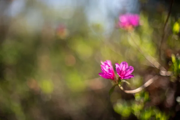Городі Пурпурові Квіти Азалії — стокове фото
